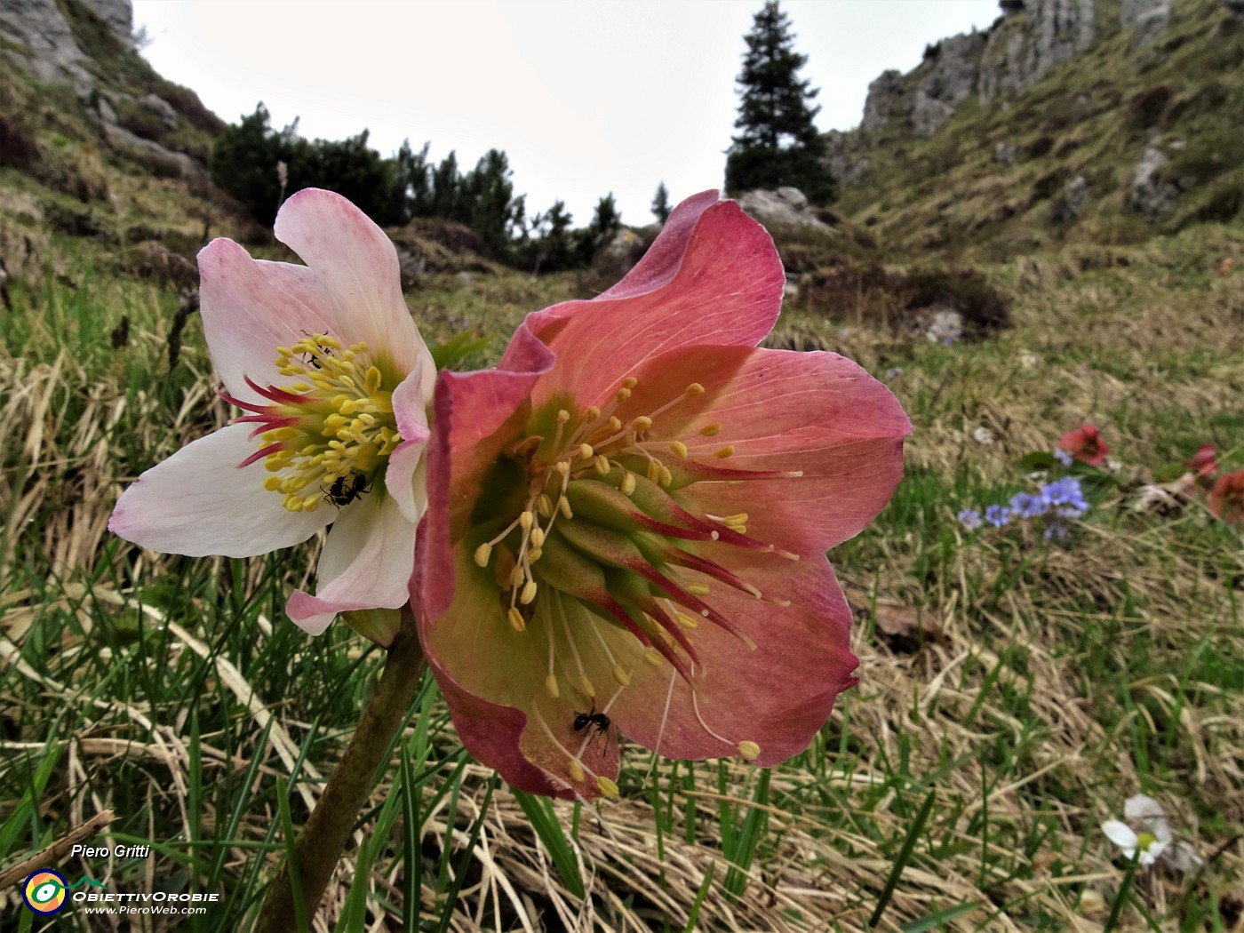 46 Ellebori (Helleborus niger)  in avanzata fioritura ancora in forma.JPG